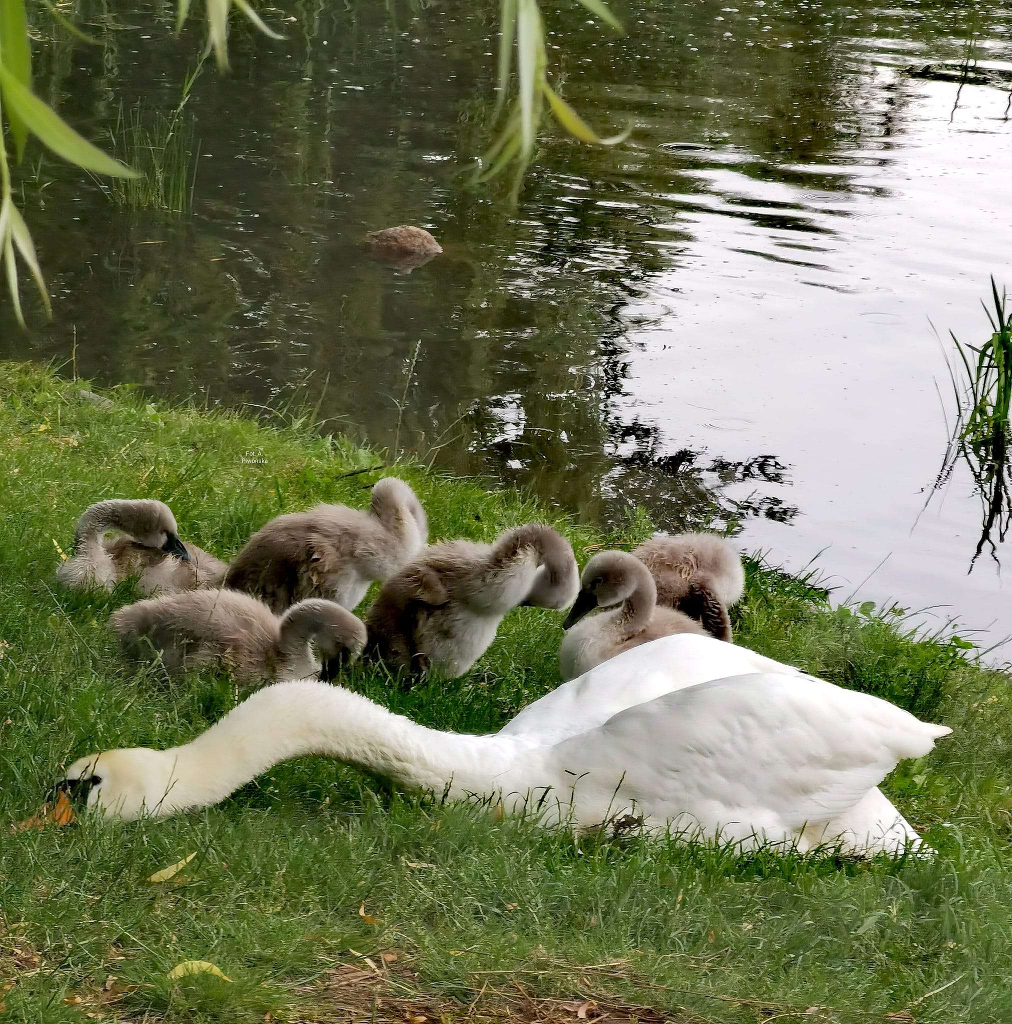 Swan family